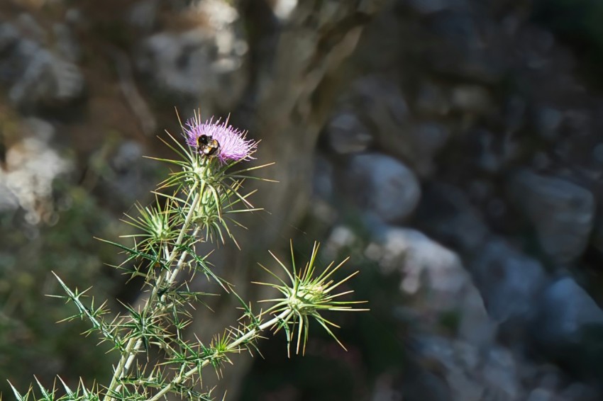 a small pink flower sitting on top of a green plant