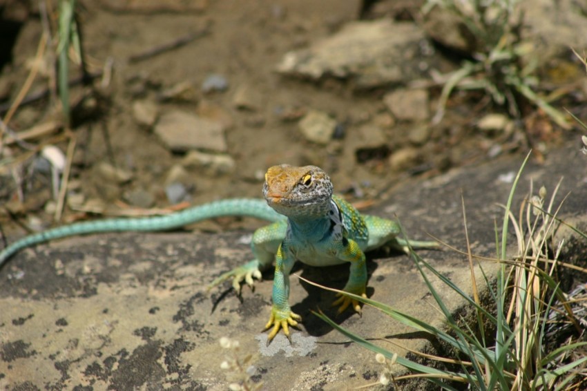 a lizard that is sitting on a rock