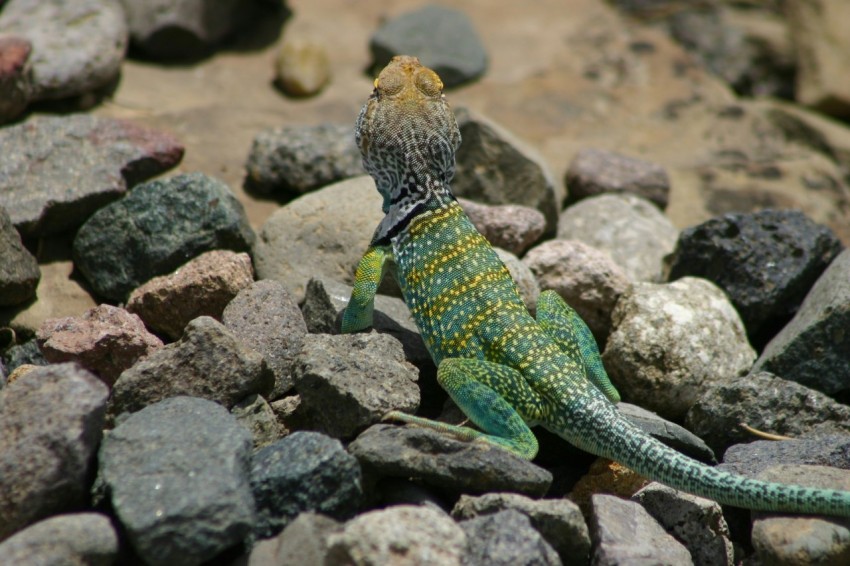 a green and yellow lizard sitting on some rocks