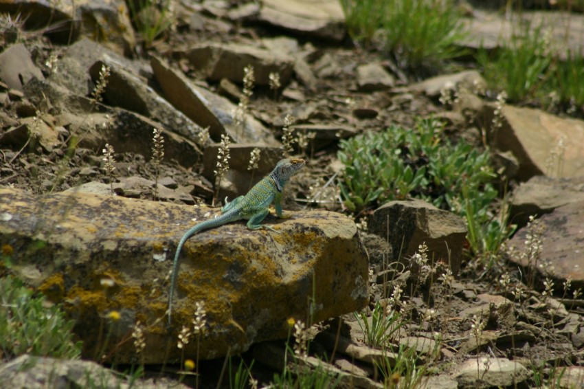 a small bird is sitting on a rock