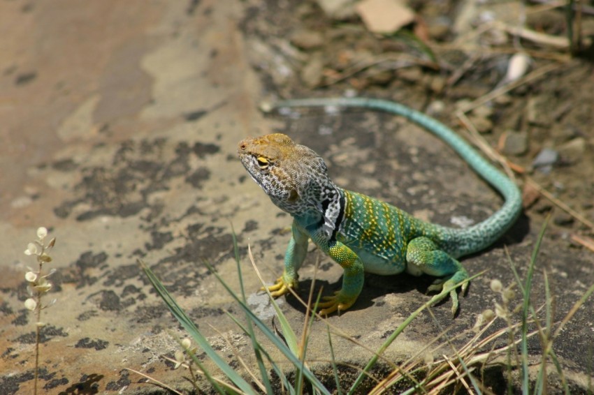 a lizard that is sitting on a rock