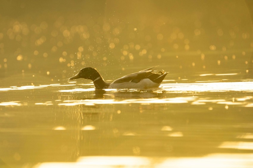 a duck floating on top of a body of water