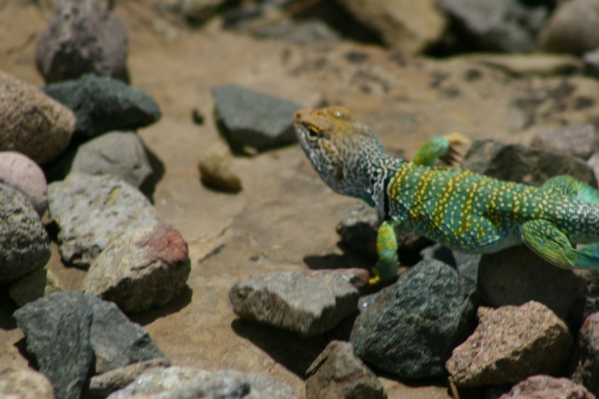 a lizard that is sitting on some rocks