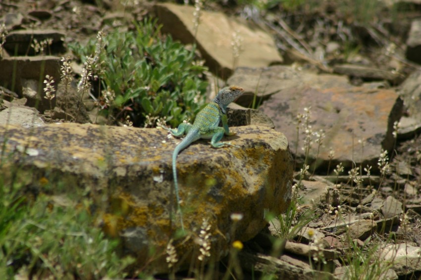 a lizard sitting on a rock in the grass Euxxw