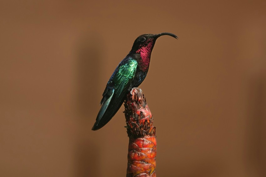 a colorful bird sitting on top of a wooden stick