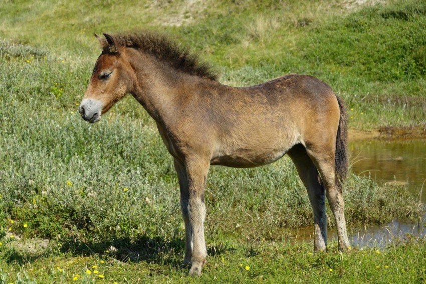 a brown horse standing on top of a lush green field