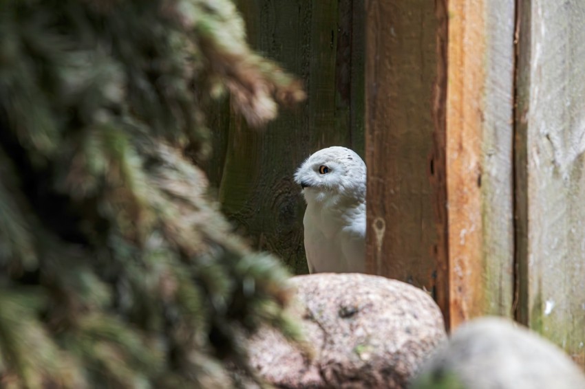 a white bird sitting on top of a pile of rocks