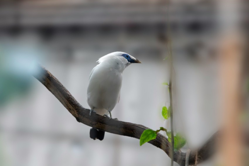 a white bird sitting on a branch of a tree