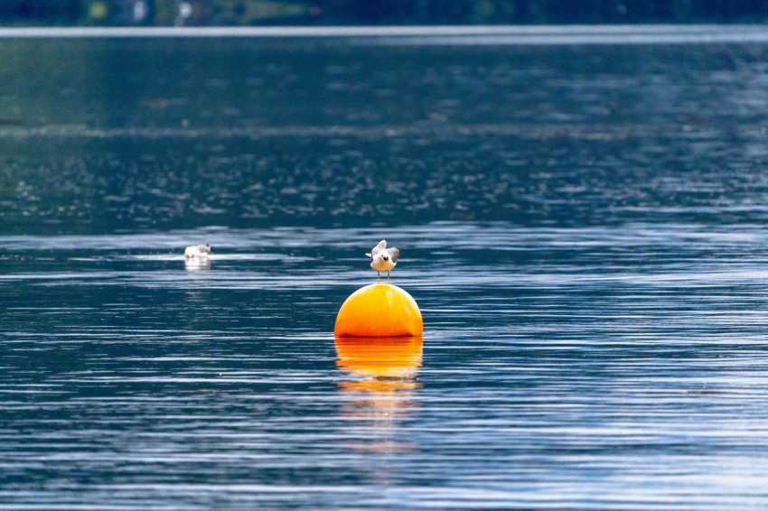 an orange buoy floating in the middle of a lake