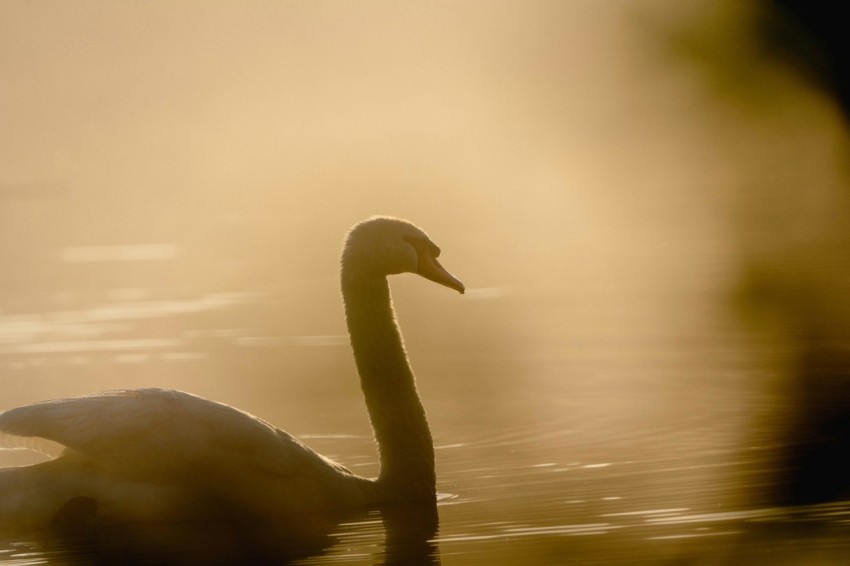 a swan is swimming in the water at sunset