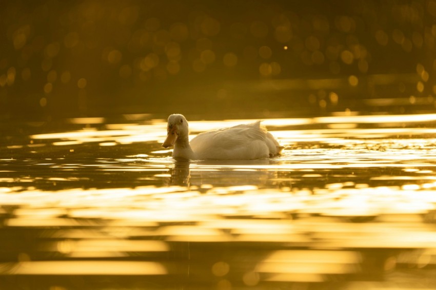 a swan floating on top of a body of water