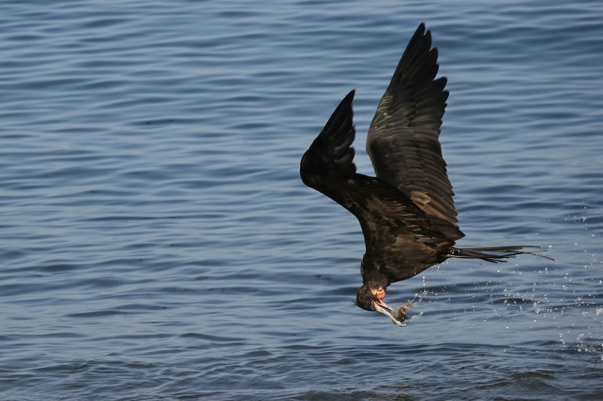 a large bird flying over a body of water