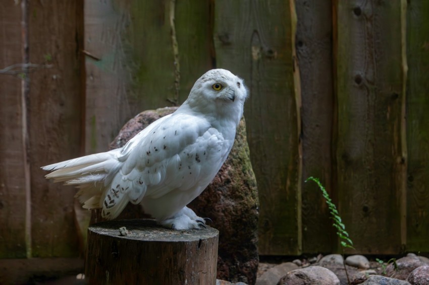 a white owl sitting on top of a wooden stump