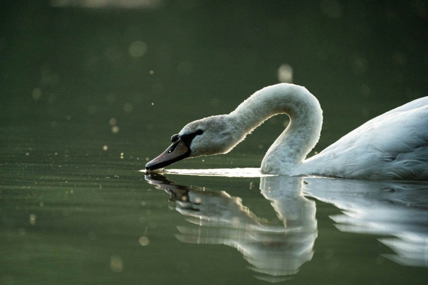 a white swan is swimming in the water