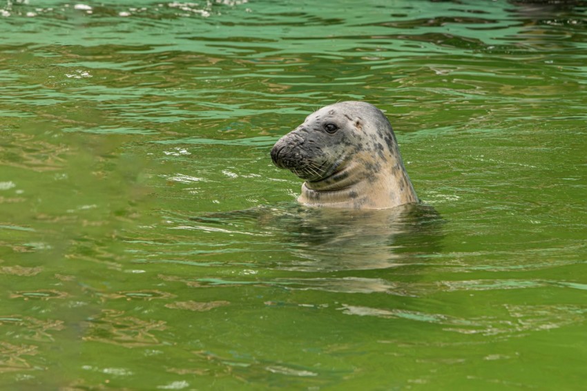 a gray seal swimming in a body of water