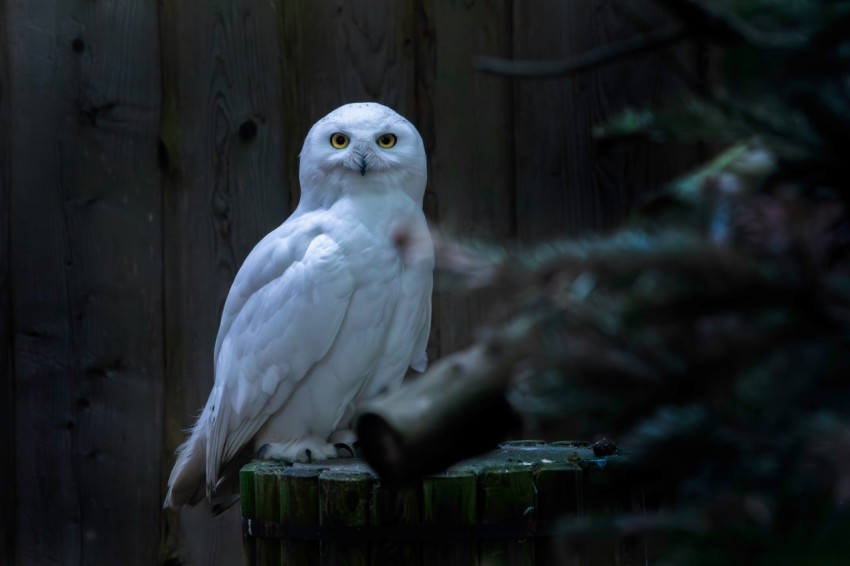 a white owl sitting on top of a tree stump