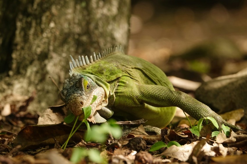 a green lizard laying on the ground next to a tree