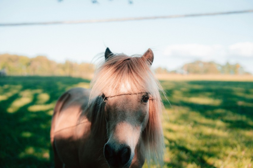 a brown horse standing on top of a lush green field