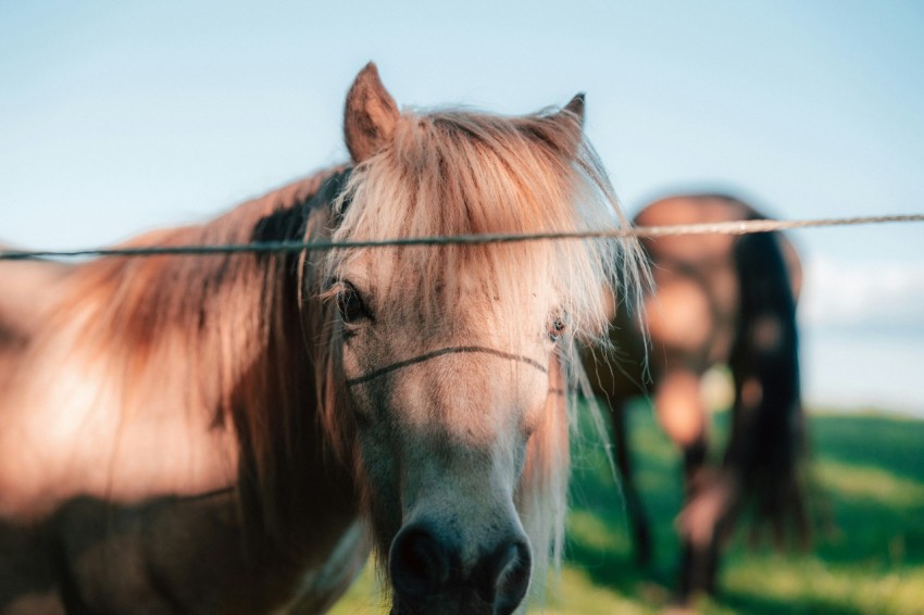 a brown horse standing on top of a lush green field