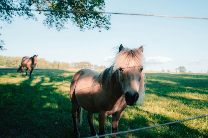 a brown horse standing on top of a lush green field