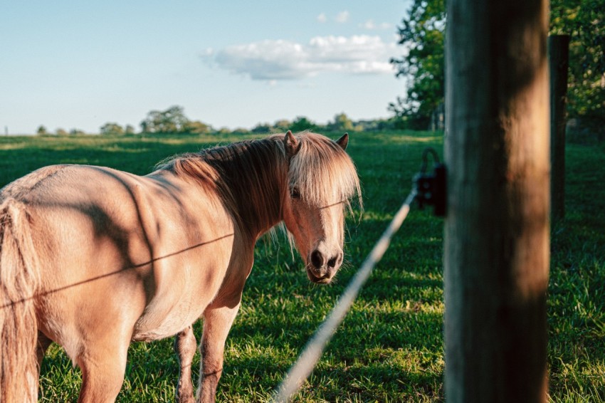 a brown horse standing on top of a lush green field