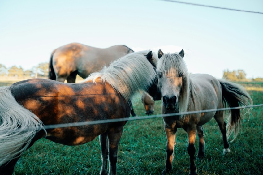 a group of horses standing on top of a lush green field