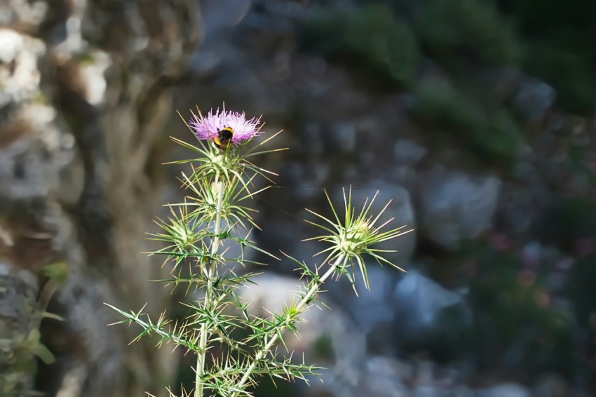 a small pink flower sitting on top of a green plant _Wft