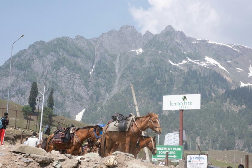 a group of people riding on the backs of horses