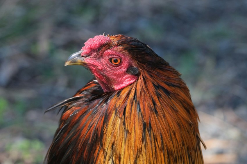 a close up of a rooster with a blurry background