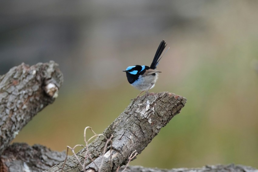 a small blue and black bird sitting on a tree branch