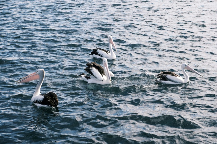 a flock of birds floating on top of a body of water