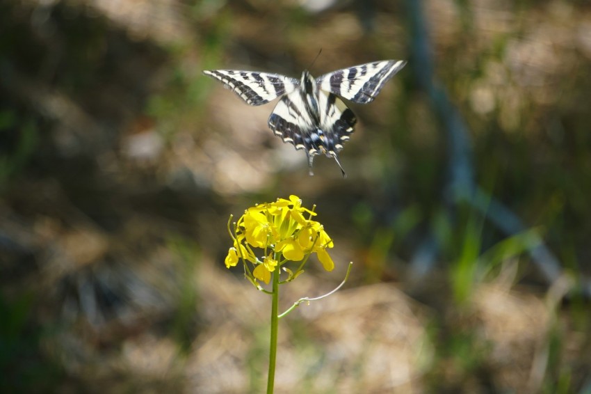 a black and white butterfly flying over a yellow flower