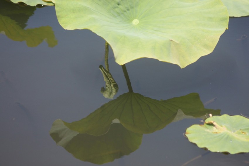 a large leaf floating on top of a body of water