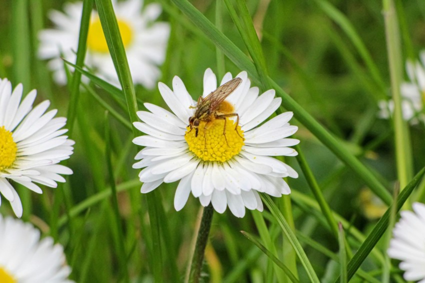 a bee sitting on top of a white daisy R42