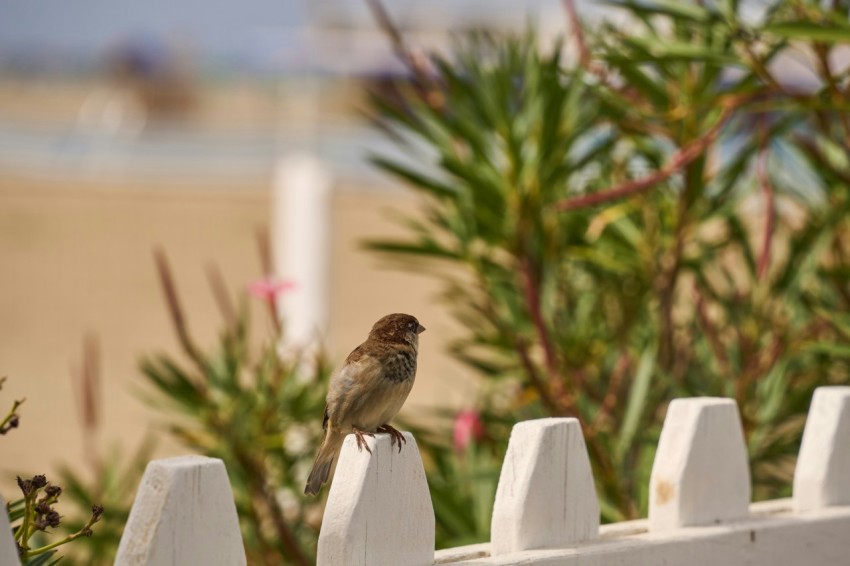 a small bird perched on a white picket fence