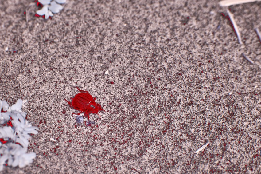 a close up of a red object on the ground HGH