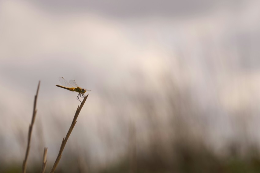 a close up of a plant with a sky in the background