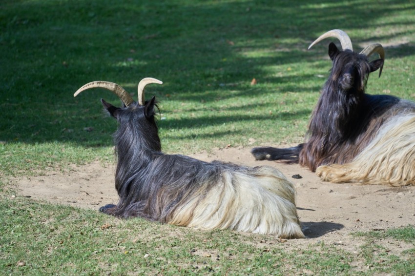 a couple of goats laying on top of a lush green field 8g