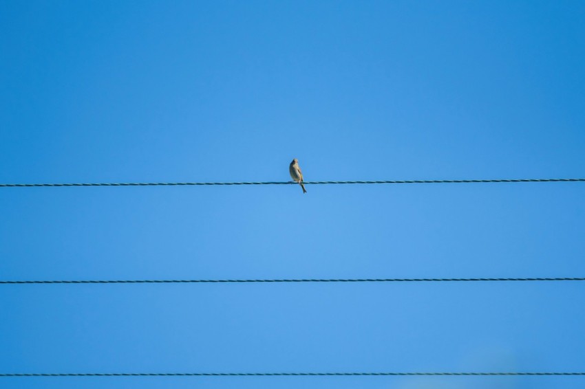 a bird sitting on a wire with a blue sky in the background