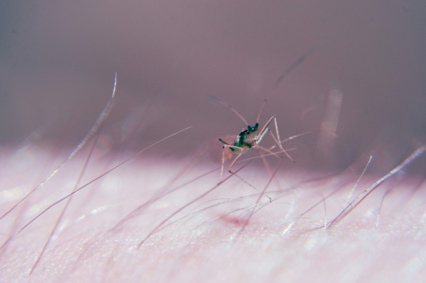 a close up of a mosquito on a persons skin