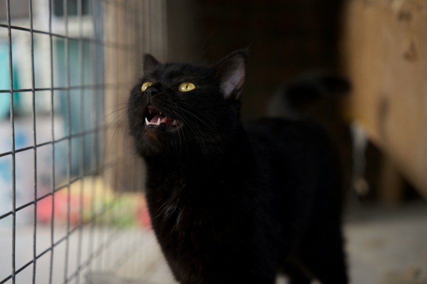 a black cat standing next to a wire fence