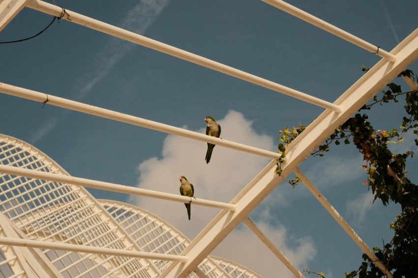 a group of birds sitting on top of a metal structure