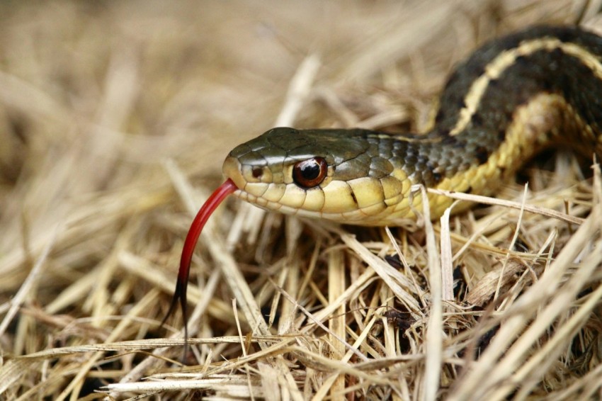 a black and yellow snake on the ground