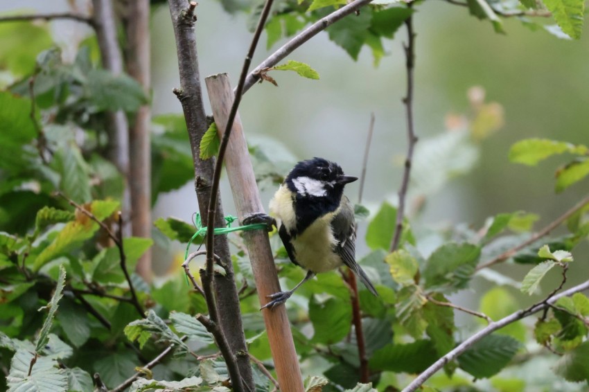 a black and white bird perched on a tree branch djpqe5K6