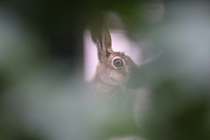 a blurry photo of a rabbit peeking out of a tree