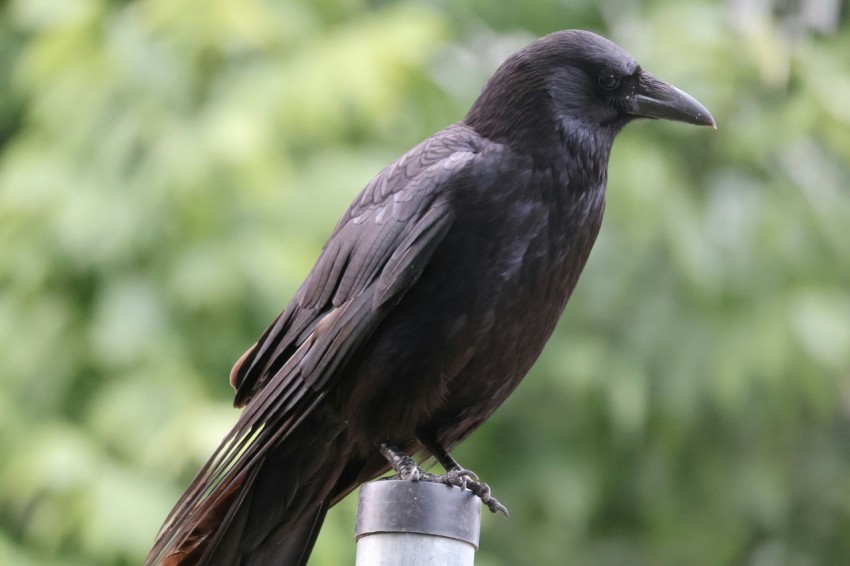 a black bird sitting on top of a metal pole 18Tj1y7