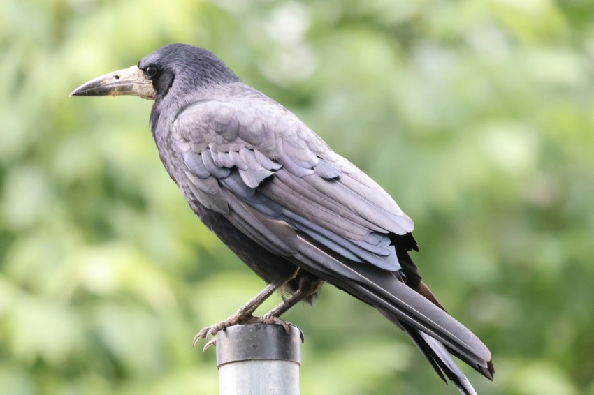 a black bird sitting on top of a metal pole