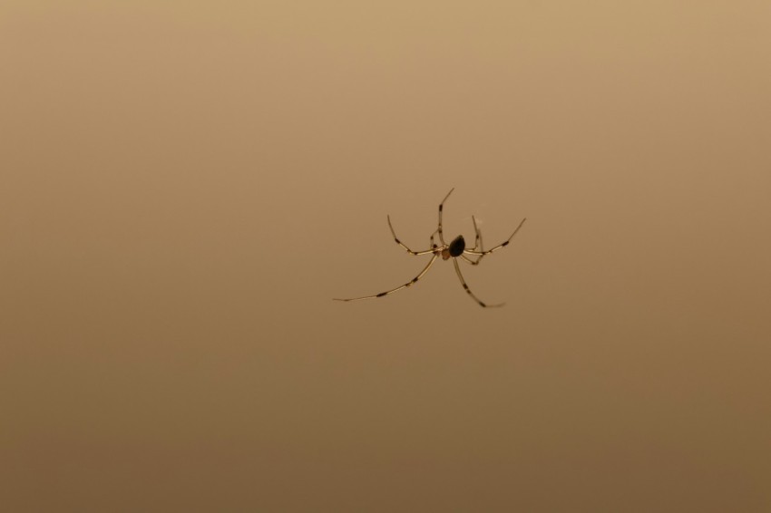 a spider in the middle of a foggy sky orBTA0TPK