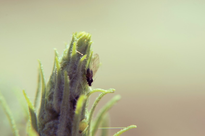 a close up of a plant with a bug on it ve0mARn