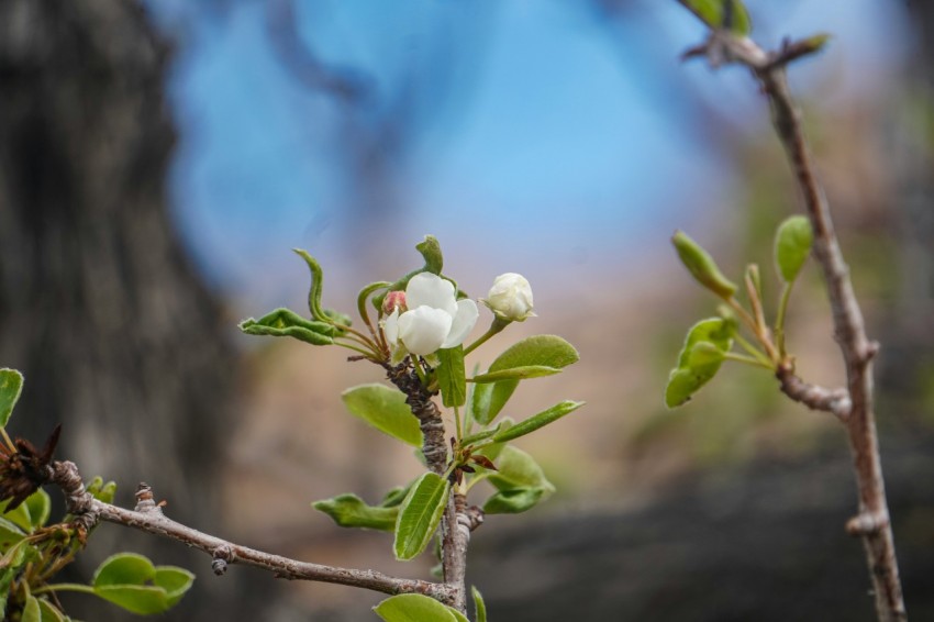 a small white flower on a tree branch